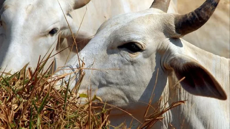 Pará confirma caso de vaca louca no interior do estado