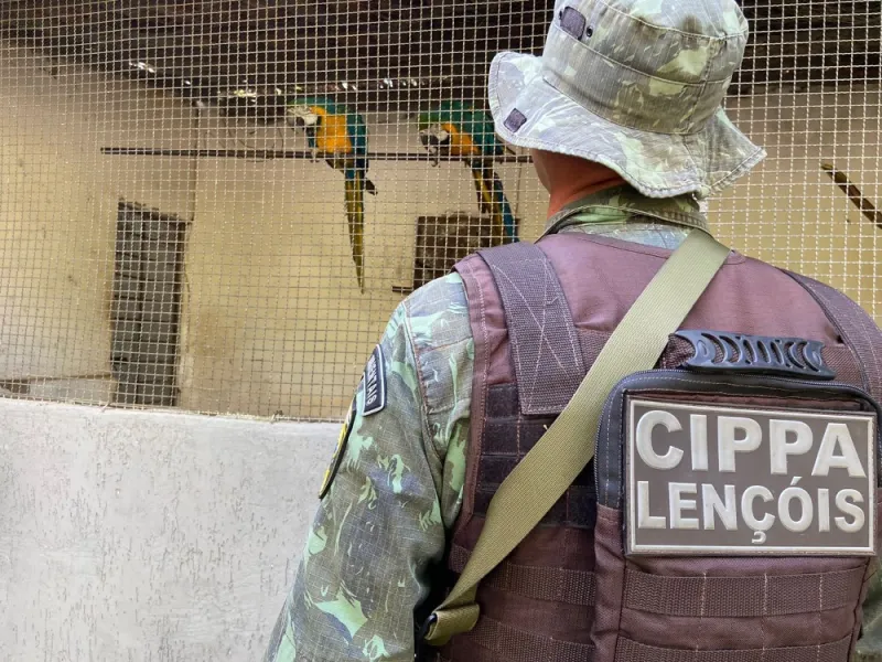 Polícia Militar Ambiental resgata aves silvestres em cativeiro em Brumado