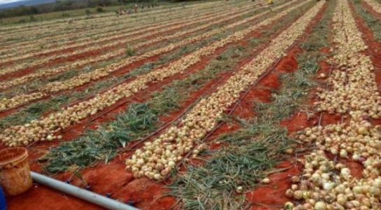 Região de Irecê abastece o Nordeste e pode vender Cebolas para SP em breve