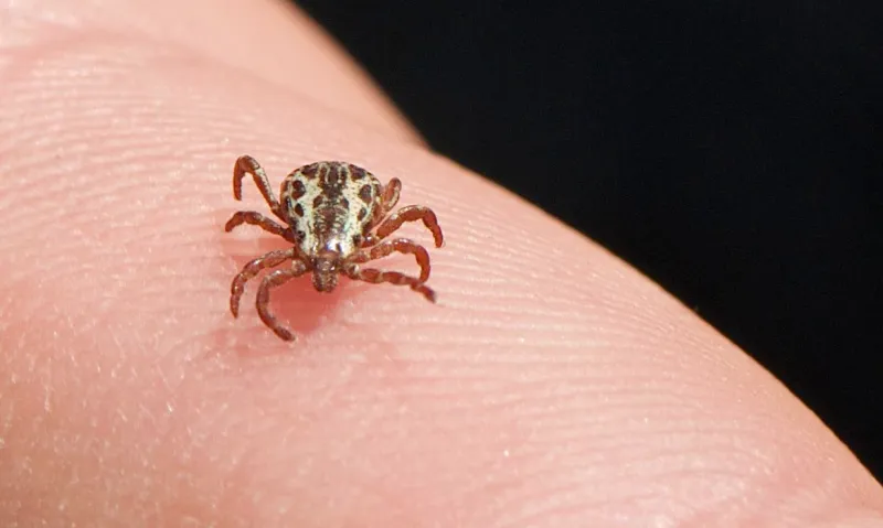 53 casos de febre maculosa (febre do carrapato) já foram registradas no Brasil com 8 mortes este ano