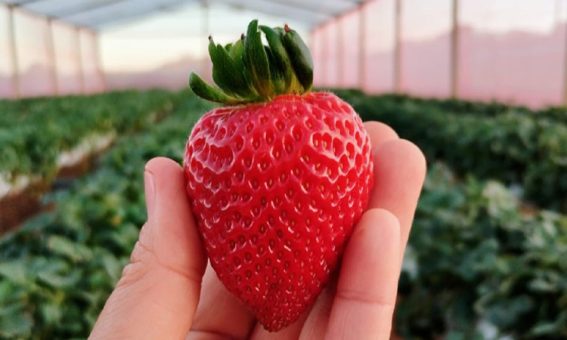 Produção de morangos da Chapada Diamantina será elevada de patamar com chegada de agroindústria