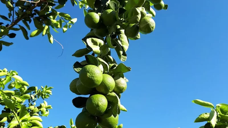 Citricultores ganham sistema orgânico de produção de lima ácida Tahiti em Lençóis na Chapada Diamantina