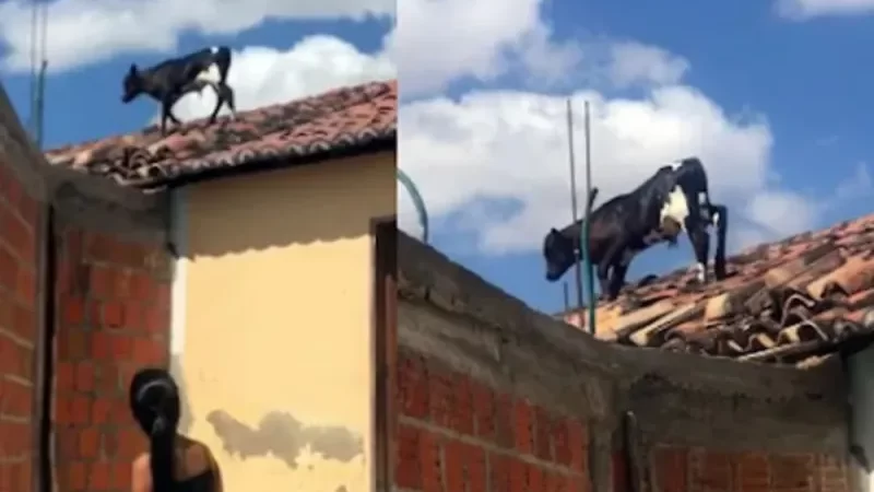 Bezerro é flagrado ‘passeando’ sobre o telhado de casas na Bahia