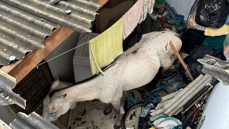 Cavalo em cima do telhado na cidade de Ruy Barbosa; animal e moradores não se feririam.