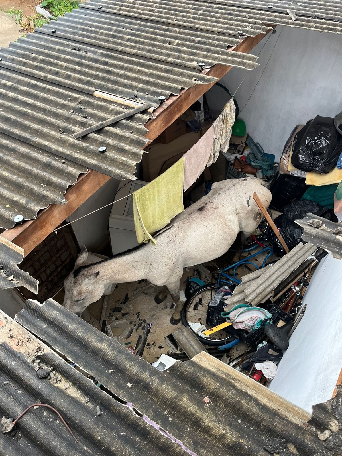 Cavalo em cima do telhado na cidade de Ruy Barbosa; animal e moradores não se feririam.