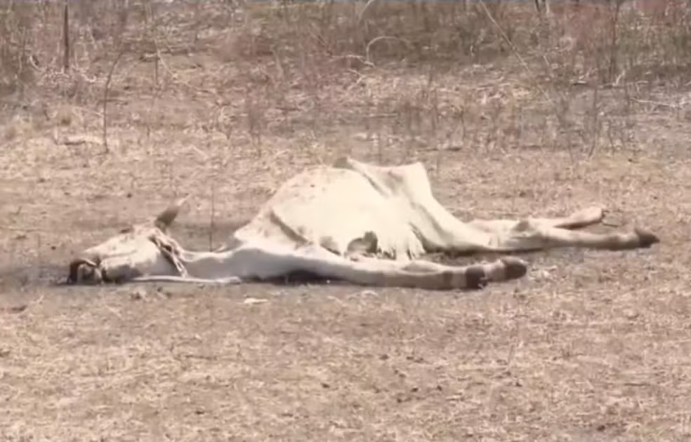 Estiagem prolongada provoca morte de animais e prejudica agricultura de cidade no interior da Bahia