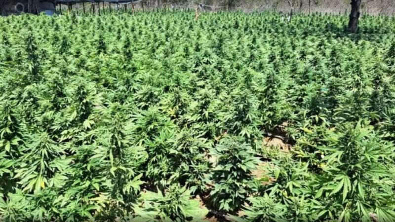 Irecê: laboratório de maconha com sistema de irrigação é desarticulado; local funcionava como indústria