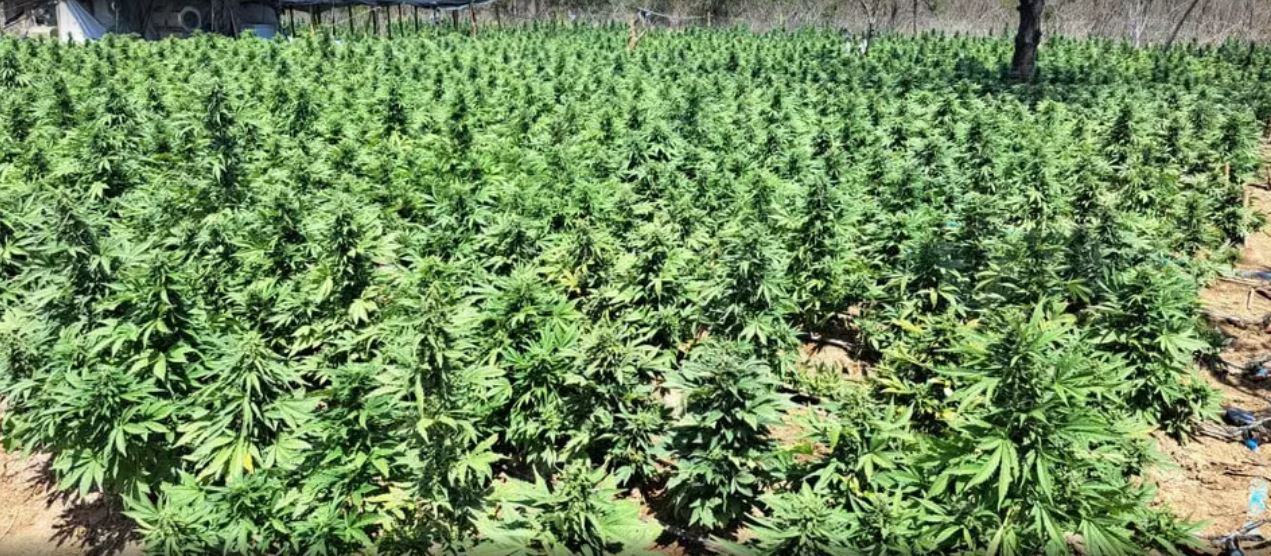 Irecê: laboratório de maconha com sistema de irrigação é desarticulado; local funcionava como indústria