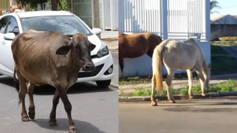 Prefeitura de cidade baiana autoriza que animais abandonados sejam abatidos; entenda